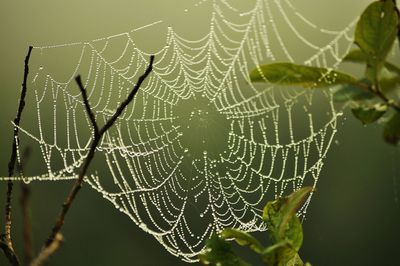 Dew drops on spider web