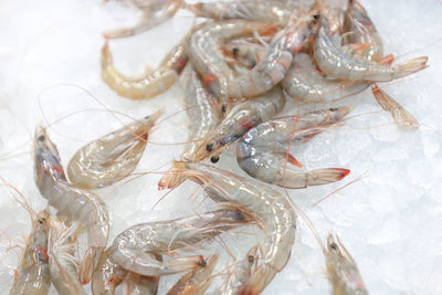 Close-up of seafood