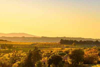 Scenic view of field against clear sky during sunset