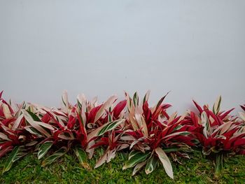 Close-up of red flowering plant