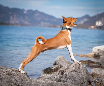 Dog on rock by sea