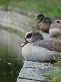 Close-up of bird in water