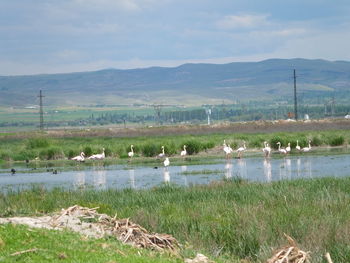 View of birds on grassy field against lake