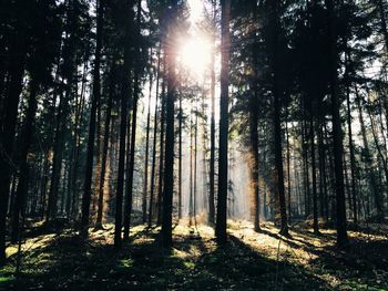 Low angle view of trees against sky