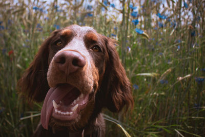 Close-up of a dog on field