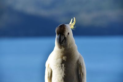 Cockatoo in the shade