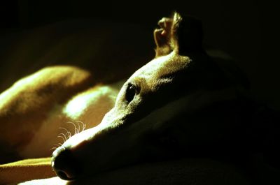 Close-up of dog relaxing at night