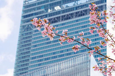 Low angle view of pink flowering tree against building