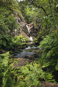 High angle view of trees in forest