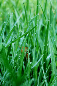 Close-up of wet grass on field during rainy season