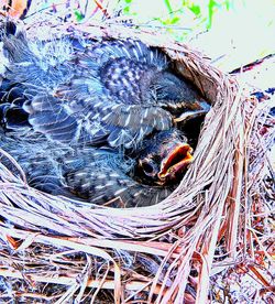 High angle view of birds