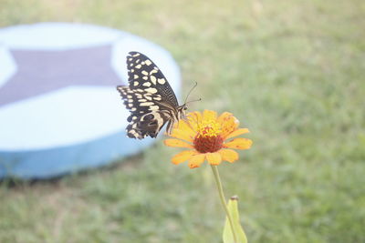 Close-up of butterfly pollinating on yellow flower