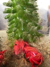 Close-up of feather on branch