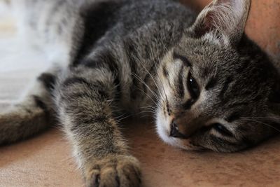 Close-up of a cat resting