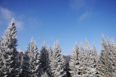 Close-up of snow covered plants against blue sky
