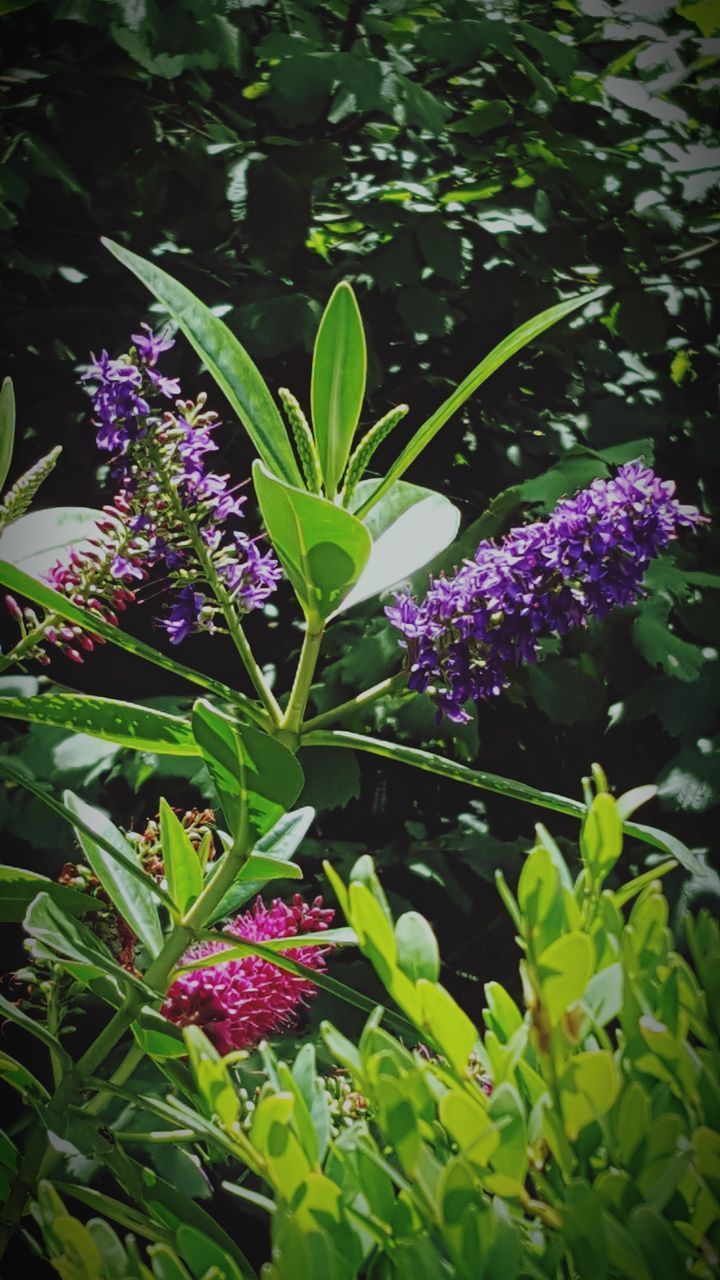 growth, purple, leaf, freshness, green color, plant, nature, flower, beauty in nature, day, fragility, no people, sunlight, outdoors, blooming, flower head, close-up