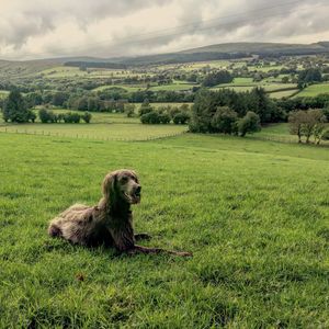 Dog sitting on grassy field against sky