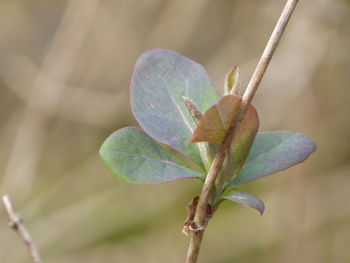 Close-up of plant