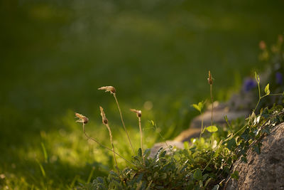 Close-up of plants growing on field