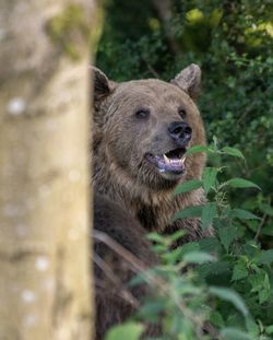 Portrait of a bear