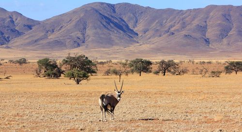 Oryx on field against mountains