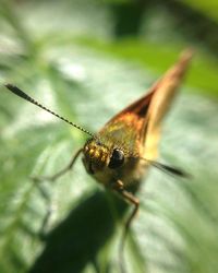 Close-up of insect on leaf