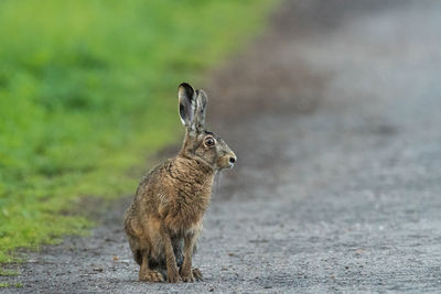 Erstaunter hase