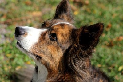 Pembroke welsh corgi