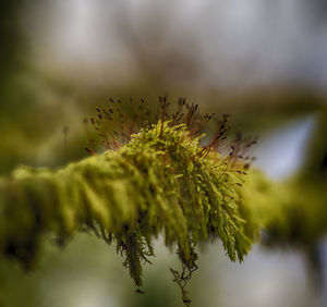 Close-up of pine tree branch