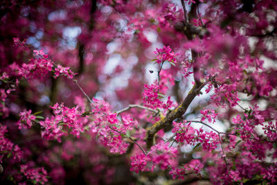 Close-up of pink cherry blossoms in spring