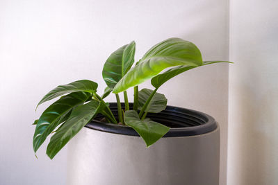 Close-up of potted plant against wall