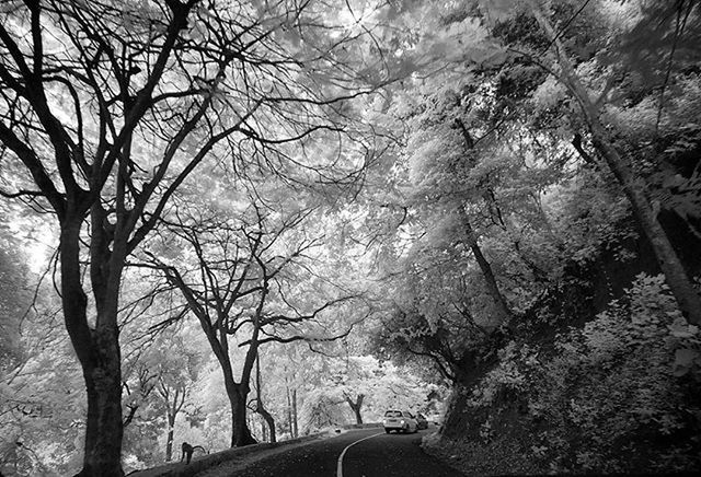 transportation, tree, the way forward, road, diminishing perspective, mode of transport, car, land vehicle, vanishing point, bare tree, road marking, travel, nature, street, branch, windshield, sky, tranquility, country road, on the move