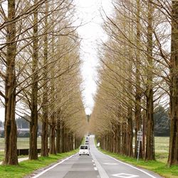 Cars on road along bare trees