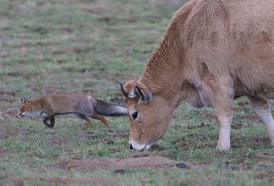 Side view of deer on land