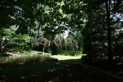 Trees in forest