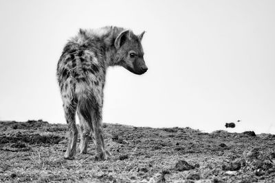 Hyena standing on land against clear sky