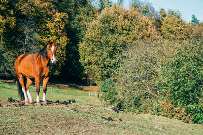 Cow on field against trees