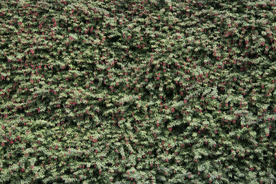 Full frame shot of flowering plants