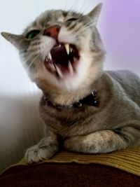 Close-up of cat yawning at home