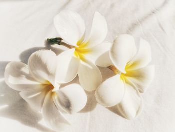 Close-up of white frangipani flowers