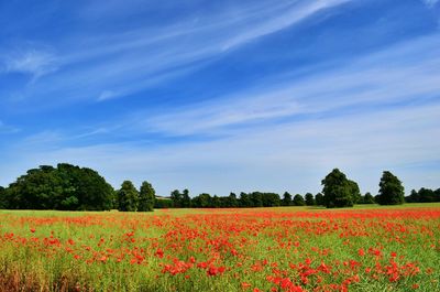 Flowers growing in field