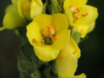 Close-up of yellow rose flower