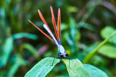 Close-up of insect on plant