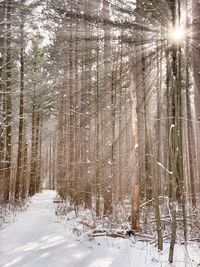 Sunlight streaming through trees in forest during winter