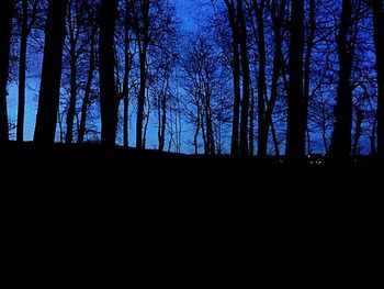 Low angle view of trees at night