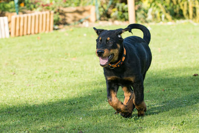 Black dog standing on field