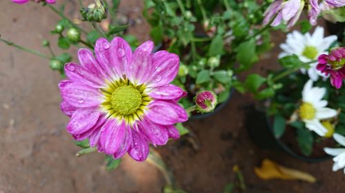 Close-up of flower blooming outdoors