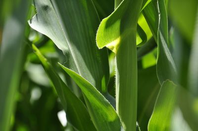 Close-up of green plant