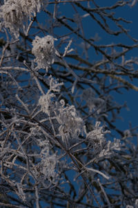 Close-up of flowers on tree