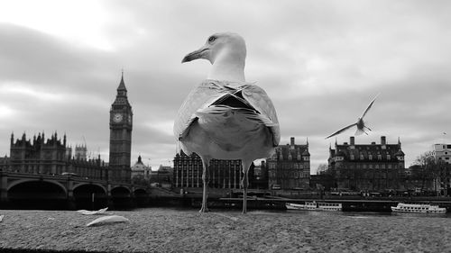 Birds in city against cloudy sky